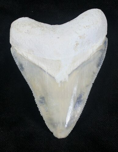Light, Serrated Bone Valley Megalodon Tooth #20670